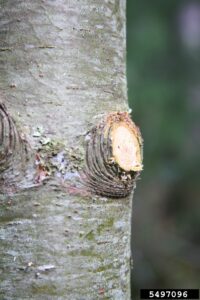 An example of a correct pruning cut: The branch collar remains intact, and the cut was made back to the trunk or a healthy lateral branch, promoting proper healing and growth.