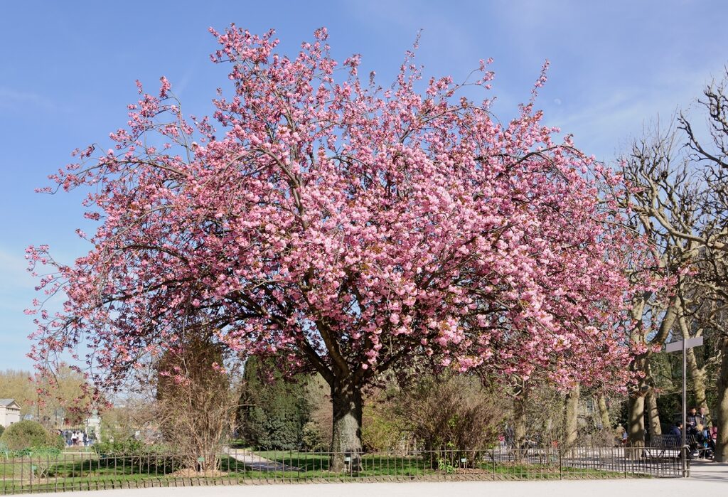 Flowering Cherry Tree