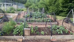 vegetables growing in raised beds