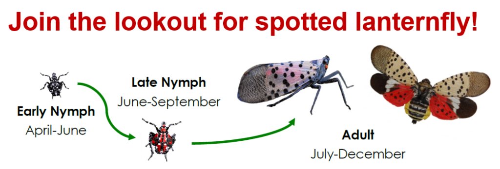 spotted lanternfly growth chart