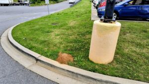 red mound beside a concrete pole holder