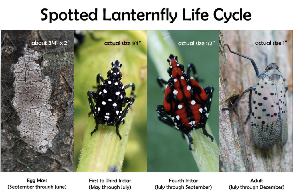 Spotted lanternfly life cycle