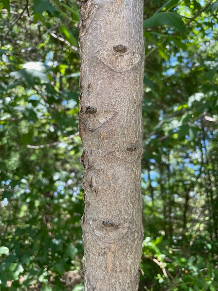 U-shaped leaf scars on branches.