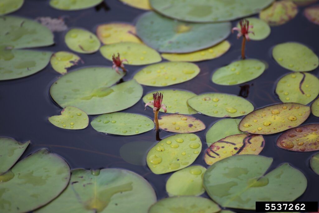 small rounded green leaves floating on water