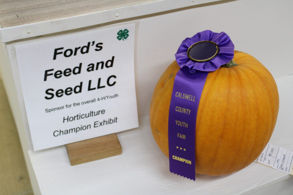 Youth Best of Show Pumpkin on Display at a past Caldwell County Ag Fair