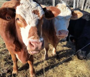 3 brown and white cows staring at camera